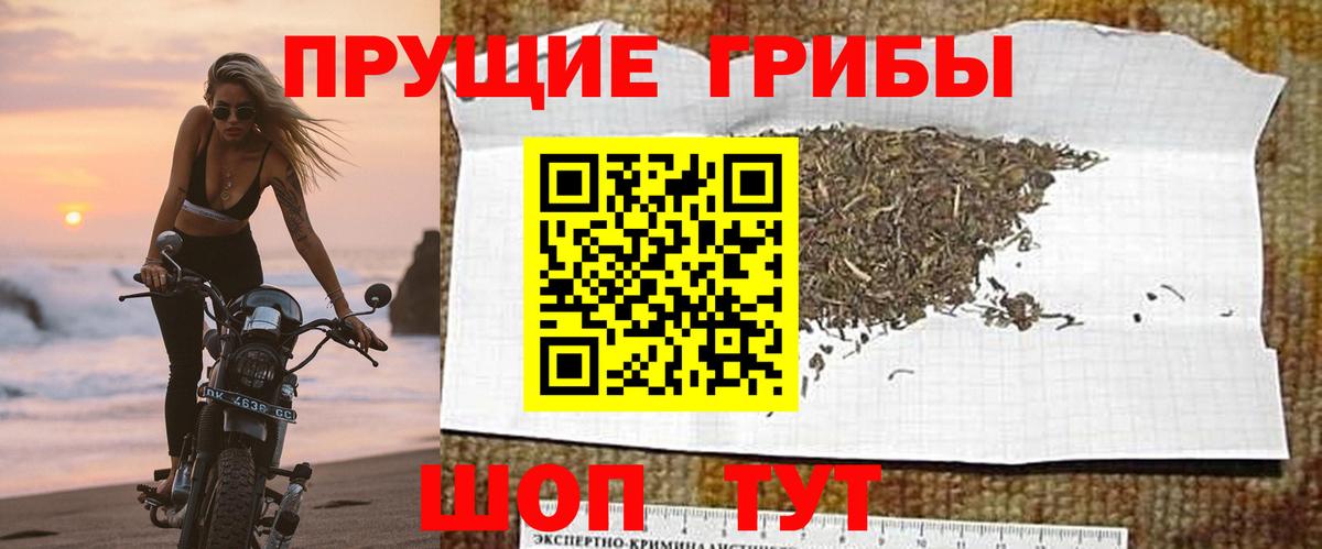 Галлюциногенные грибы Psilocybe Апатиты