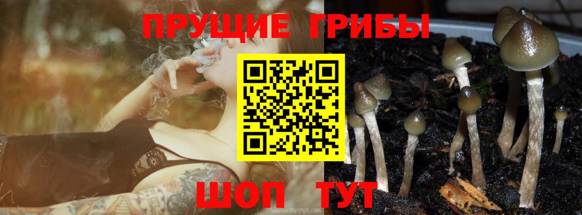 Галлюциногенные грибы Psilocybine cubensis  Апатиты 